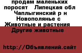 продам маленьких поросят - Липецкая обл., Чаплыгинский р-н, Новополянье с. Животные и растения » Другие животные   